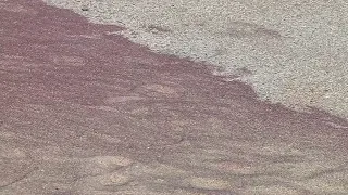 Sand at Mass. beach turns purple; Here's why