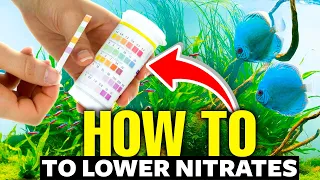 Here's How To Lower Nitrates In An Aquarium FAST👨‍🔬!