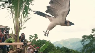 The Philippine Eagle Foundation has released back into the wild the rescued eagle named Salagbanog.