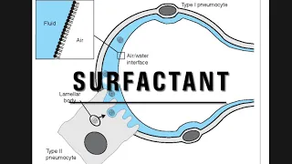 Lung surfactant notes