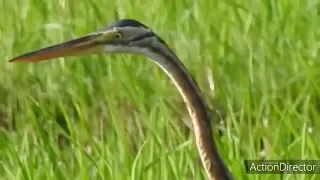 Burung Bangau Ular Leher Panjang Hampir punah  ( На что способна голодная цапля  )