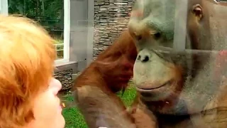 примат за стеклом. The Orangutang for glass.