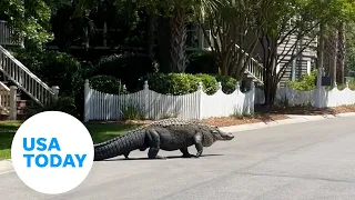 Massive alligator lazily crosses the street in South Carolina | USA TODAY