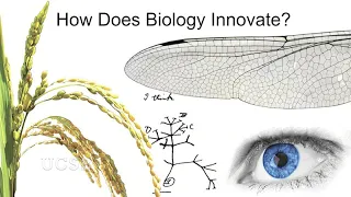 Taking the Fork in the Road: Adventures in the Origins of Biodiversity