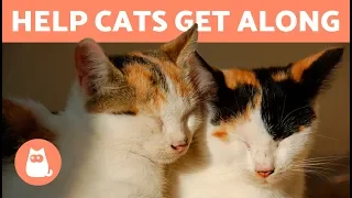 How to Make Two Cats Get Along