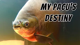 Red Belly Pacu - Growth, Feeding, Petting and Ultimate Fate! (Piaractus brachypomus)