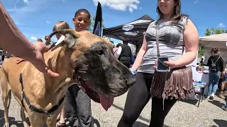 Cash 2.0 Great Dane at the Simi Valley Spring Street Fair 2023 (1 of 12)