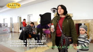 RUI Cat Show, XX Открытый Чемпионат Украины, Харьковский гламур, Выставка кошек, 1 2 апреля, 2017, 7