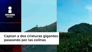 Captan a dos criaturas gigantes paseando por las colinas