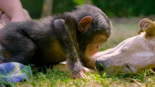 Puppies and Baby Chimpanzees Make The Cutest Friends | BBC Earth