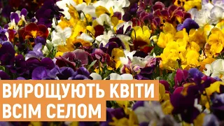 На Львівщині у селі Березець вирощують квіти у промислових масштабах