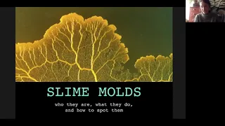 Stellar Slime Molds: who they are, what they do, and how to spot them!