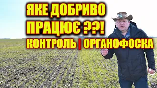 Чому не спрацювало добриво АМОФОС при посіві пшениці ?? який результат з Органофоска і без ?????