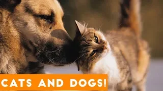 Ultimate Cute Cats and Funny Dogs Compilation 2018 | Funny Pet VIdeos