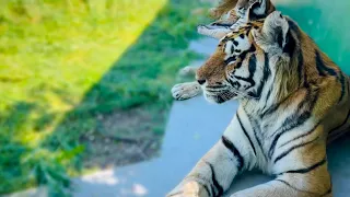 Суматранских тигров ВЫПУСТИЛИ в летний вольер!
