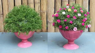 Creative ideas for beautiful Portulaca (Mossrose) flower pots