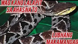 Limang Uri Ng Ahas na Dapat Nating Iwasan At Lubhang Makamanda