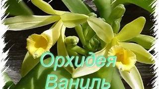 Vanilla orchid/ Орхидея Ваниль