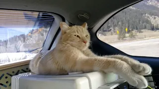 Moving Across the Country by Car with 3 Cats!