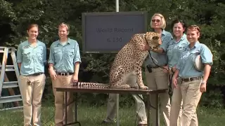 Cheetah Sets Record-Cincinnati Zoo