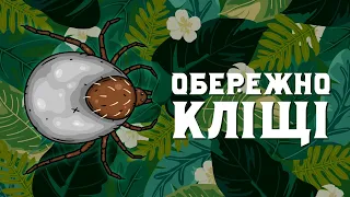 Чим небезпечний укус кліща? Міфи та правда