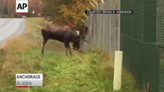 Raw: Bull Moose Fighting Through Fence