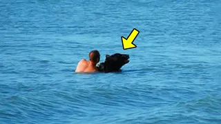 A Bear Was Drowning In The River. A Man Saw It & Did Something Tear-jerking!
