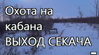 Охота на кабана - Выход секача