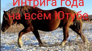 Результат ДНК теста | Табунное коневодство