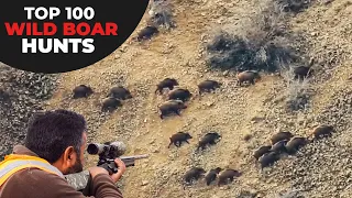 TOP 100 WILD BOAR HUNTS - EN İYİ 100 DOMUZ AVI - CHASSE AU SANGLIER