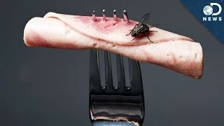 What Happens When A Fly Lands On Your Food?