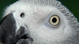 African Grey Parrot: Species in Decline (Spanish)