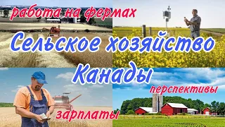 Сельское хозяйство в Канаде! Ферма в Канаде! Личный опыт! Зарплаты! Перспективы!