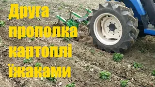 Друга прополка картоплі їжаками. Прибираємо бур'яни. Обробка міжрядь картоплі їжаками вдруге