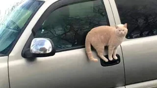 CATS make us LAUGH ALL THE TIME! - Ultra FUNNY CAT videos