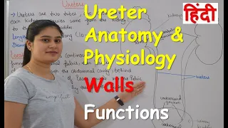 Ureters Anatomy & Physiology in Hindi| | Wall of Ureter | Functions of Ureter