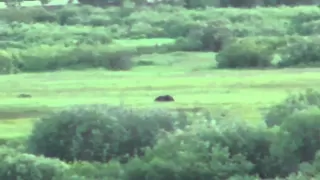 How Fast Can a Grizzly Bear Run?