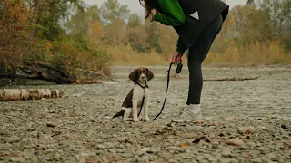 SONY FX30 - Springer Spaniel Puppy - HANDHELD FOOTAGE - 4k 60fps 10bit 4:2:2 S-log3