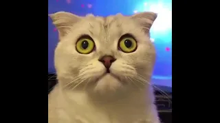 BEST CAT MEMES COMPILATION OF 2020 PART 28 (Awo Cats) #Shorts​