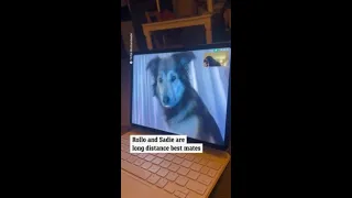 Adorable long-distance dog besties FaceTime