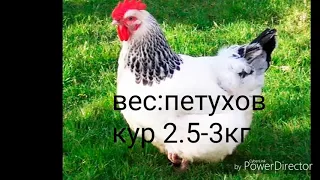 5 ЛУЧШИХ МЯСО ЯИЧНЫХ КУР