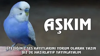 Aşkım Sesi Muhabbet Kuşu Konuşturma Egzersizi - Kadın Sesiyle