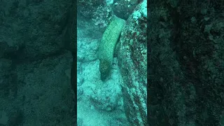 Bitten by eel while hunting mu 😂