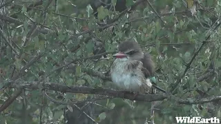 WildEarth - Sunrise  Safari - 16 July 2022