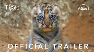 Disneynature's Tiger | Official Trailer