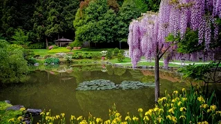 A May Visit to the Japanese Garden in Seattle's Washington Park Arboretum