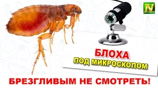 [Natalex] Живая блоха под микроскопом (Ctenocephalides felis)...