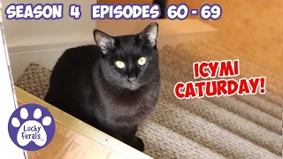ICYMI Caturday! * Lucky Ferals S4 Episodes 60 - 69 * Cat Family Vlog