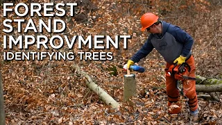 Forest Stand Improvement | Importance of Identifying Tree Species