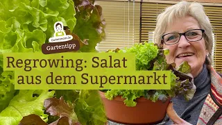 Regrowing: Salat aus dem Supermarkt mehrmals ernten